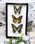 Australian framed butterfly  Bits & Bugs Graphium sarpedon,Danaus plexippus,papilio demoleus