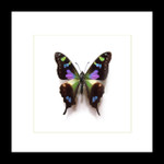 Butterfly species Graphium weiskei matt Bits&Bugs 