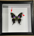 Graphium weiskei matt ( special )