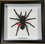 Acanthoscurria chacoana spider ( special )