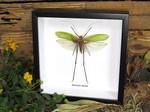 Macrocyrtis corporalis