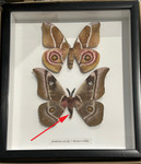 Bunaea aslauga + Antherina suraka #50 ( special )