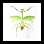 Hierodula membranacea