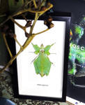 Phyllium giganteum