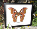 Attacus lorquinii 