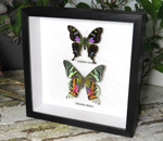 Chrysiridia ripheus + Graphium weiskei