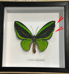 Ornithoptera priamus poseidon MALE # 24  ( special )