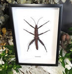 Eurycantha horrida male