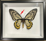 Ornithoptera croesus female # D ( special ) label back of frame