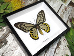 Ornithoptera croesus female