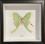  Actias luna # F ( special )