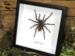 Acanthoscurria chacoana spider # T7 ( special )