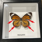 Danaus genutia #8A  ( special )