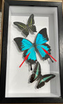 Australian butterflies # H3 ( special )
