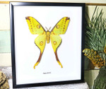 Framed moth Argema mittrei Bits and Bugs