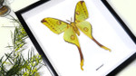 Framed moth Argema mittrei Bits and Bugs