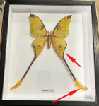 Argema mittrei Female # G2 ( special )