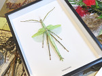 Stick insect framed Eurycnema versirubra Bits & Bugs