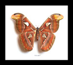 Attacus atlas  Bits & Bugs