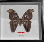 Attacus atlas female # 18 ( special  )