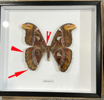  Attacus atlas female # 55 ( special  )