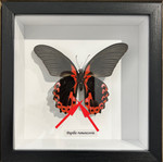 Papilio rumanzovia Male #A1 ( special )