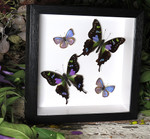 Graphium weiskei