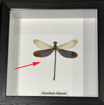 Neurobasis chinensis # T ( special )