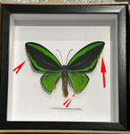 Ornithoptera priamus poseidon MALE # 23( special )