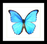 Real butterfly Morpho amathonte Bits&Bugs 