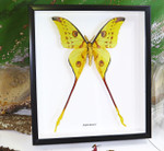 Moth Argema mittrei Bits & Bugs 