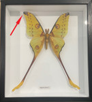 Argema mittrei # 82 ( special )