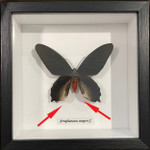 Atrophaneura semperi Male dorsal ( Vampire butterfly ) (Special - no returns) #10