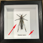 Phymateus saxosus # A3 ( special )