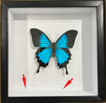 Papilio ulysses matt   # A2 ( special )