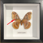 Callosamia angulifera #22 (special)