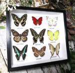 Butterfly 9 combo #3