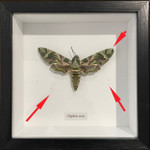 Daphnis nerii #1 ( Special )