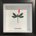 Euphaea refulgens # A1 ( special )