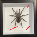 Acanthoscurria juruenicola  # T8 ( special )