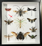 Beetle combination #A1 (sale no return)