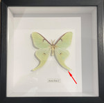  Actias luna male #N8 ( special )
