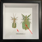 Phyllium  pulchrifolium Male female  # 88 ( special )