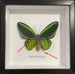 Ornithoptera priamus poseidon MALE # 15 ( special )