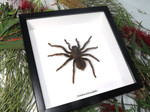 Acanthoscurria insubtilis