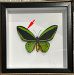 Ornithoptera priamus poseidon MALE # 22 ( special )