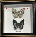 Baeotus japetus  dorsal ventral ( special )