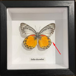 Delias descombesi #2 (special)