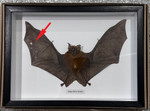 Hipposideros bicolor bat # 33 ( special )