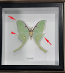 Actias luna # F92 ( special )